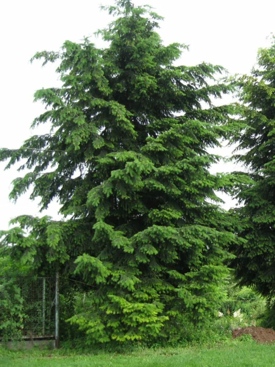 Семена Псевдотсуга Китайская (Pseudotsuga sinensis), 10 штук