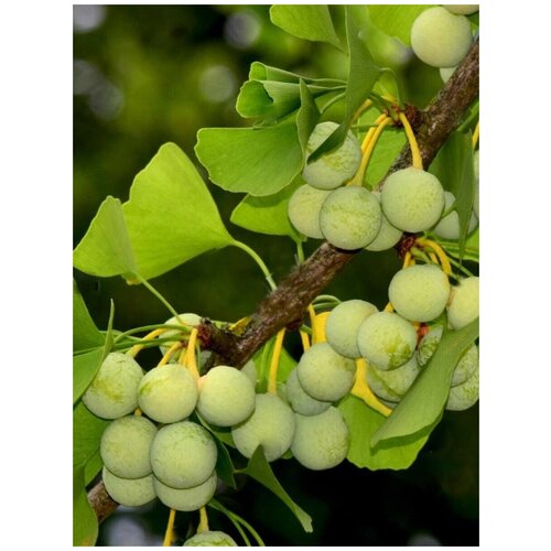 Семена Гинкго билоба (Ginkgo biloba), 5 штук