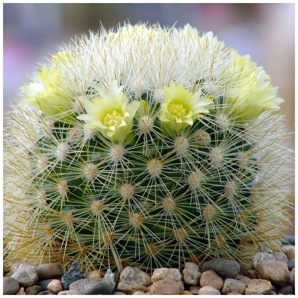 Семена Орешка Суккулент Кактус Mammillaria densispina Rog-490 10 шт.