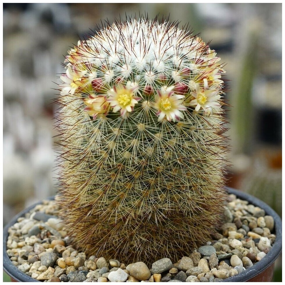 Семена Орешка Суккулент Кактус Mammillaria densispina 10 шт.