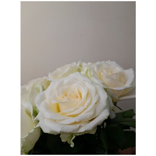Букет Белая Роза, 50 см Q7