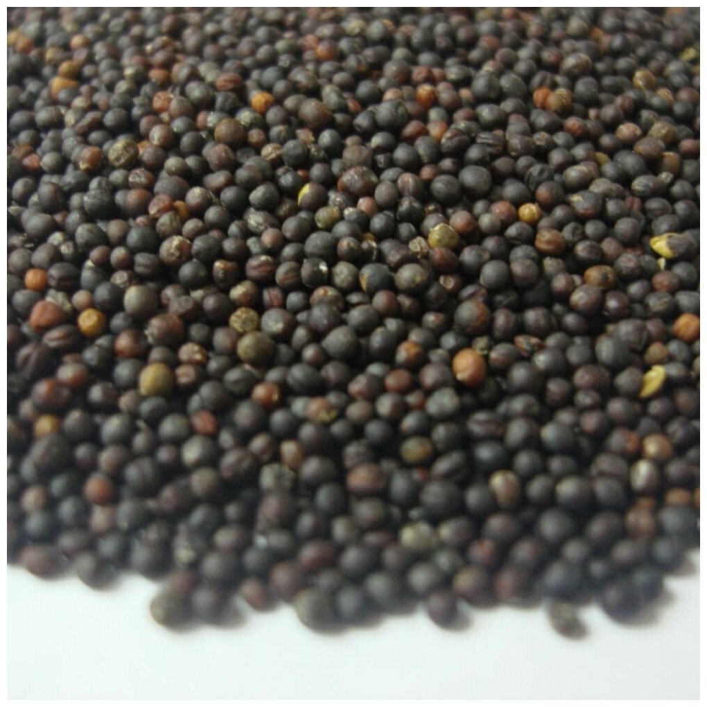 Manufacturer producer oilseed sunflower analyses - europages