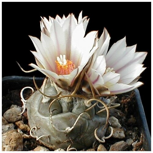 Семена Орешка Суккулент Кактус Turbinicarpus macrochele 10 шт.