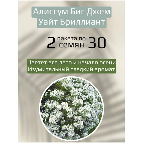 семена цветов алиссум биг джем уайт бриллиант 30 шт Цветы Алиссум Биг Джем Уайт Бриллиант 2 пакета по 30шт семян