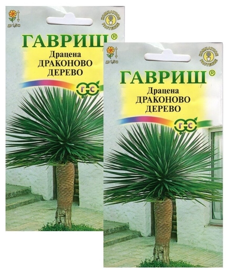 Цветы Драцена Драконово дерево 2 пакета по 3шт семян