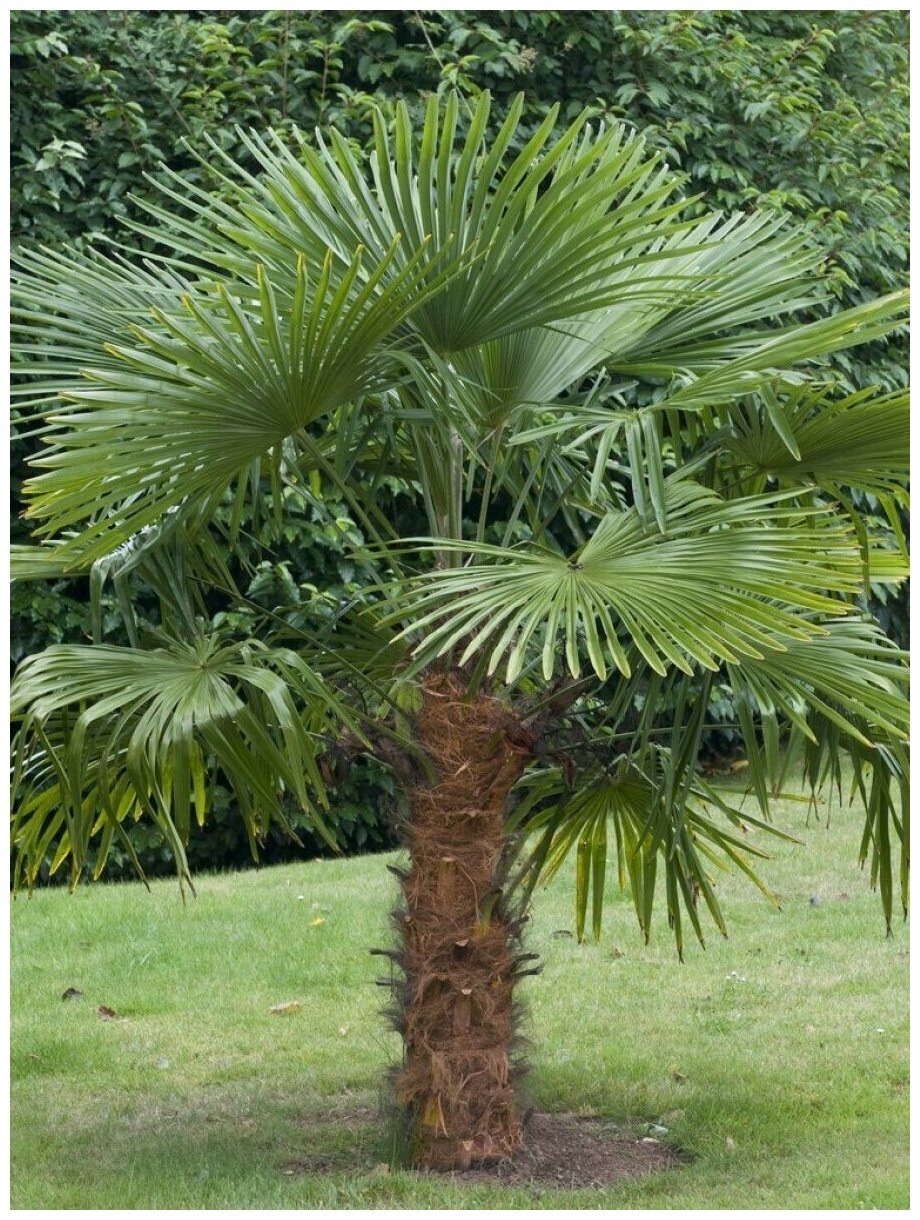 Семена Пальма Трахикарпус форчуна (Trachycarpus fortunei) 5 штук