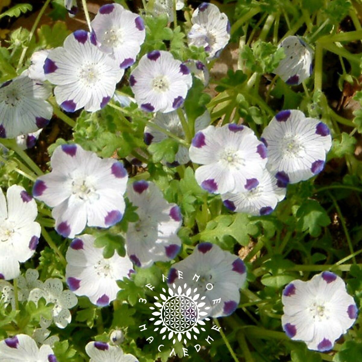 Сорта немофилы