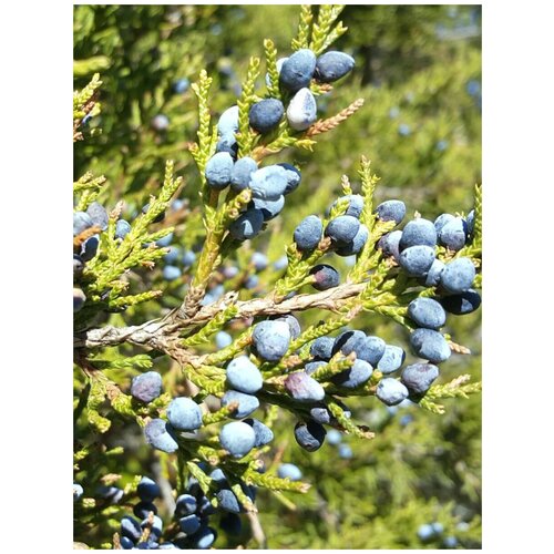 Семена Можжевельник виргинский (Juniperus virginiana), 20 штук семена орешка можжевельник виргинский 15 шт