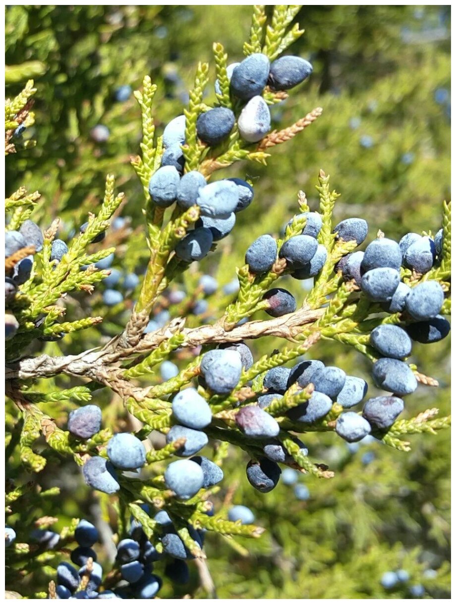 Семена Можжевельник виргинский (Juniperus virginiana) 15 штук