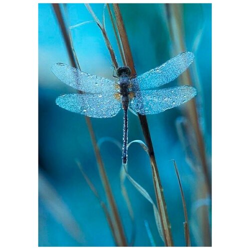 Яркие грани Стрекоза DS815