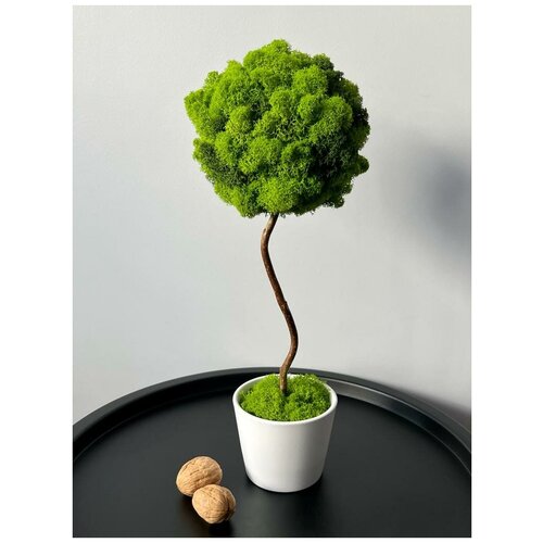 Вечнозеленое деревце L &L из стабилизированного мха H42см