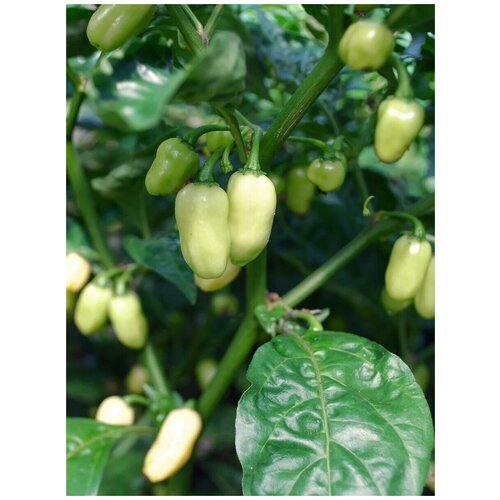 Семена Острый перец Habanero white (хабанеро белый), 5 штук острый перец семена habanero vietnam хабанеро вьетнам