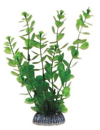 Laguna растение "Бакопа", 200 мм, зеленая - фотография № 2