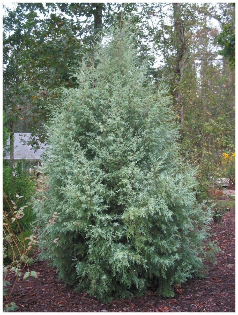 Семена Кипарис вечнозелёный аризонский (Cupressus arizonica), 25 штук