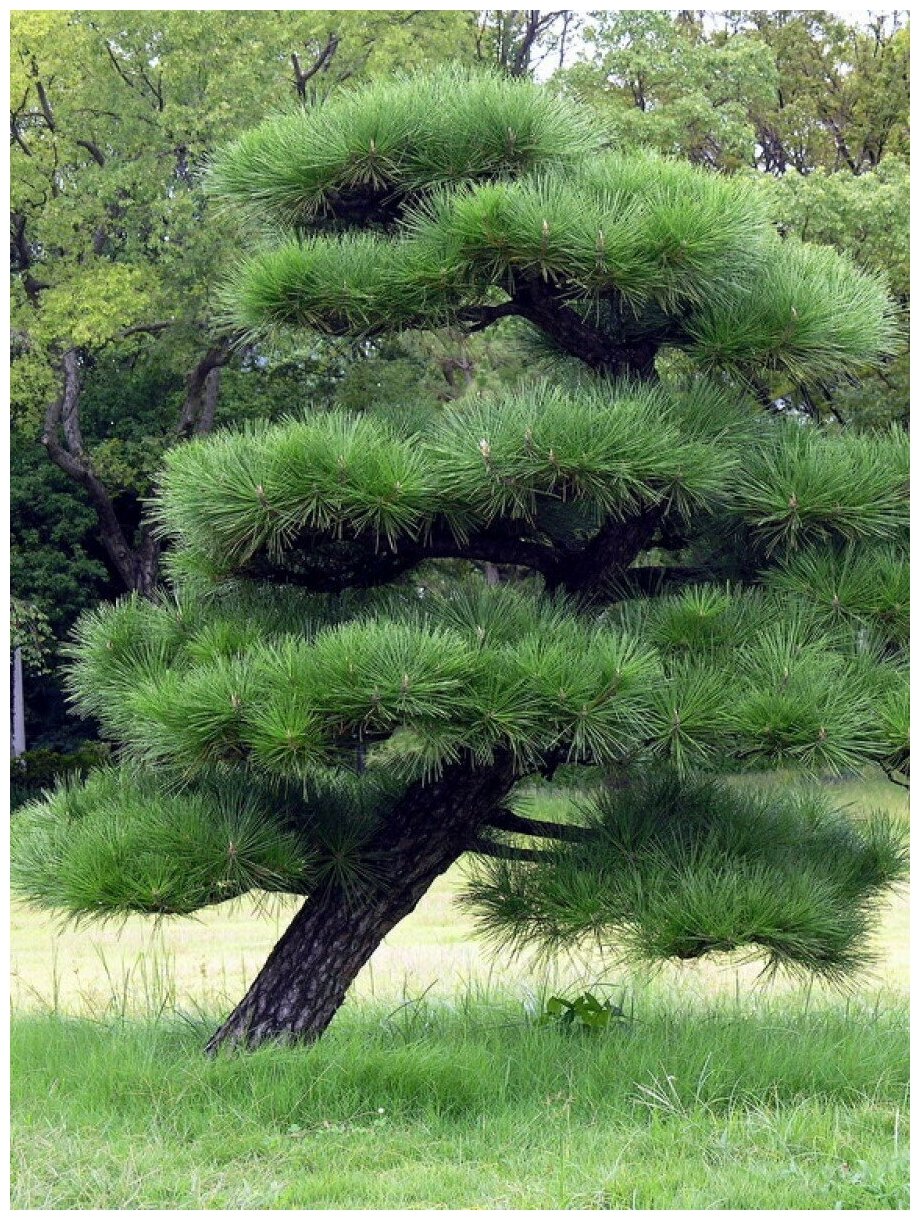 Семена Сосна тунберга (Pinus thunbergii), 45 штук