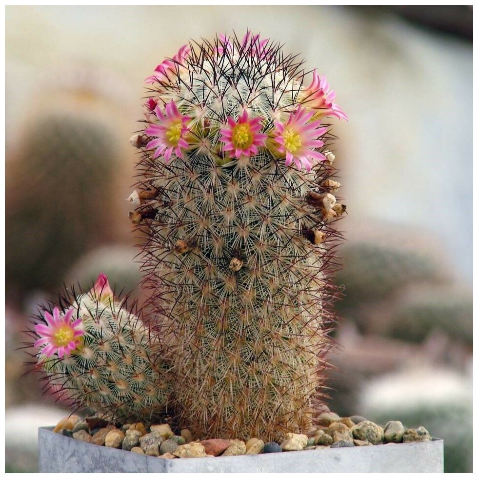 Семена Орешка Суккулент Кактус Mammillaria microchelia ML-285 10 шт.