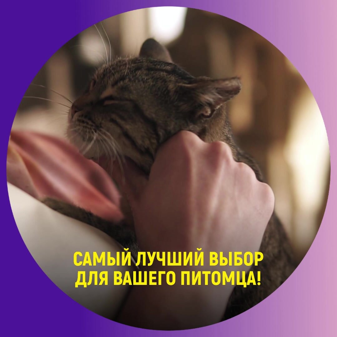 Корм сухой Probalance Sterilized для стерилизованных кошек и кастрированных котов, с курицей, 1,8 кг — фото 1