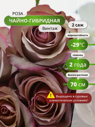 Изображение товара Роза чайно-гибридная Винтаж (Vintage) / 2 шт, роз, ароматные