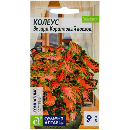 Семена Колеуса Визард Коралловый восход (8 семян) рассада колеус 20x6 см