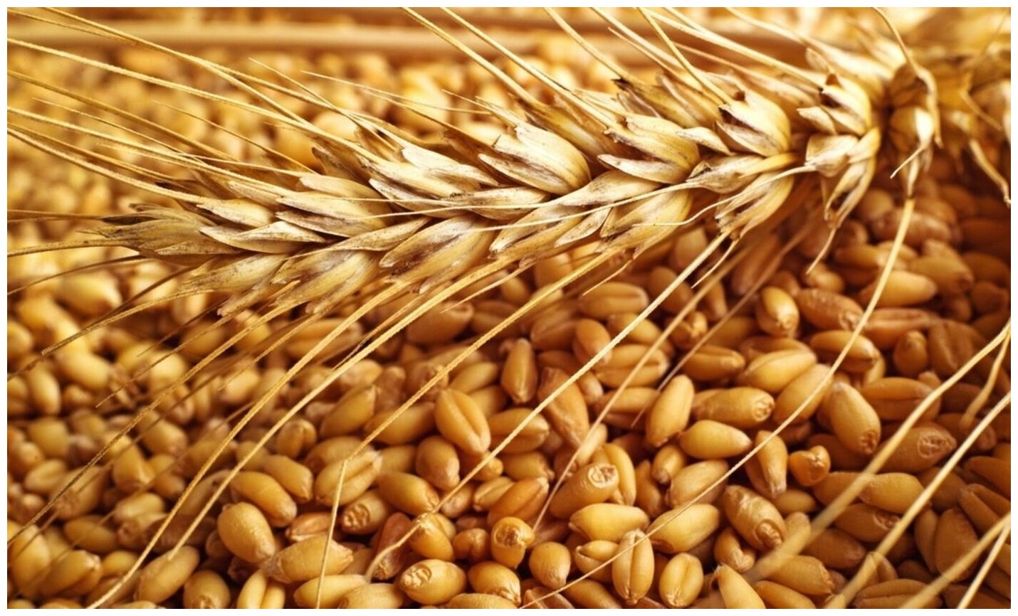 Пшеница свежее зерно в мешке 5кг не шлифованная Эко продукт для проращивания и пивоварения Алтайская - фотография № 4