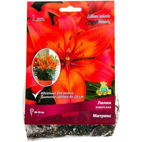 Лилия азиатская «Матрикс», размер луковицы 14/16