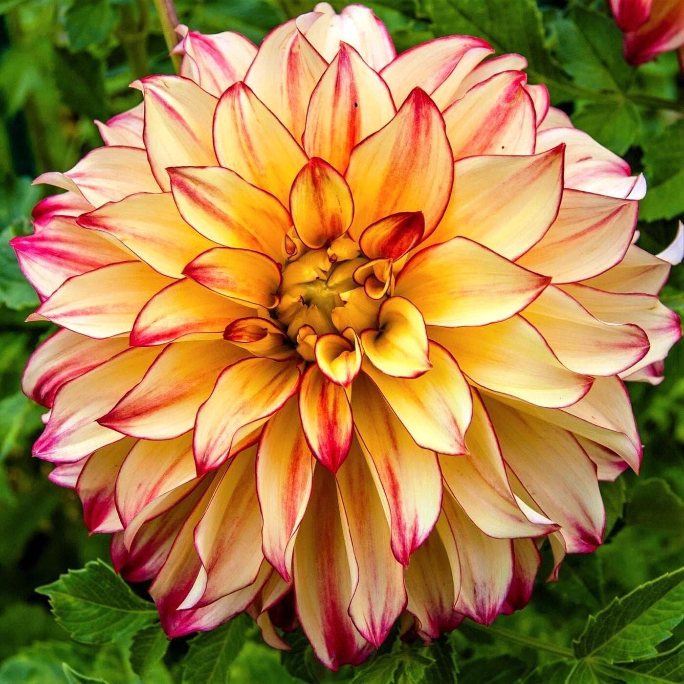 Изображение Георгина Леди Дарлин (Гиганты) (1 клубень). Holland Bulbs (Голландия)