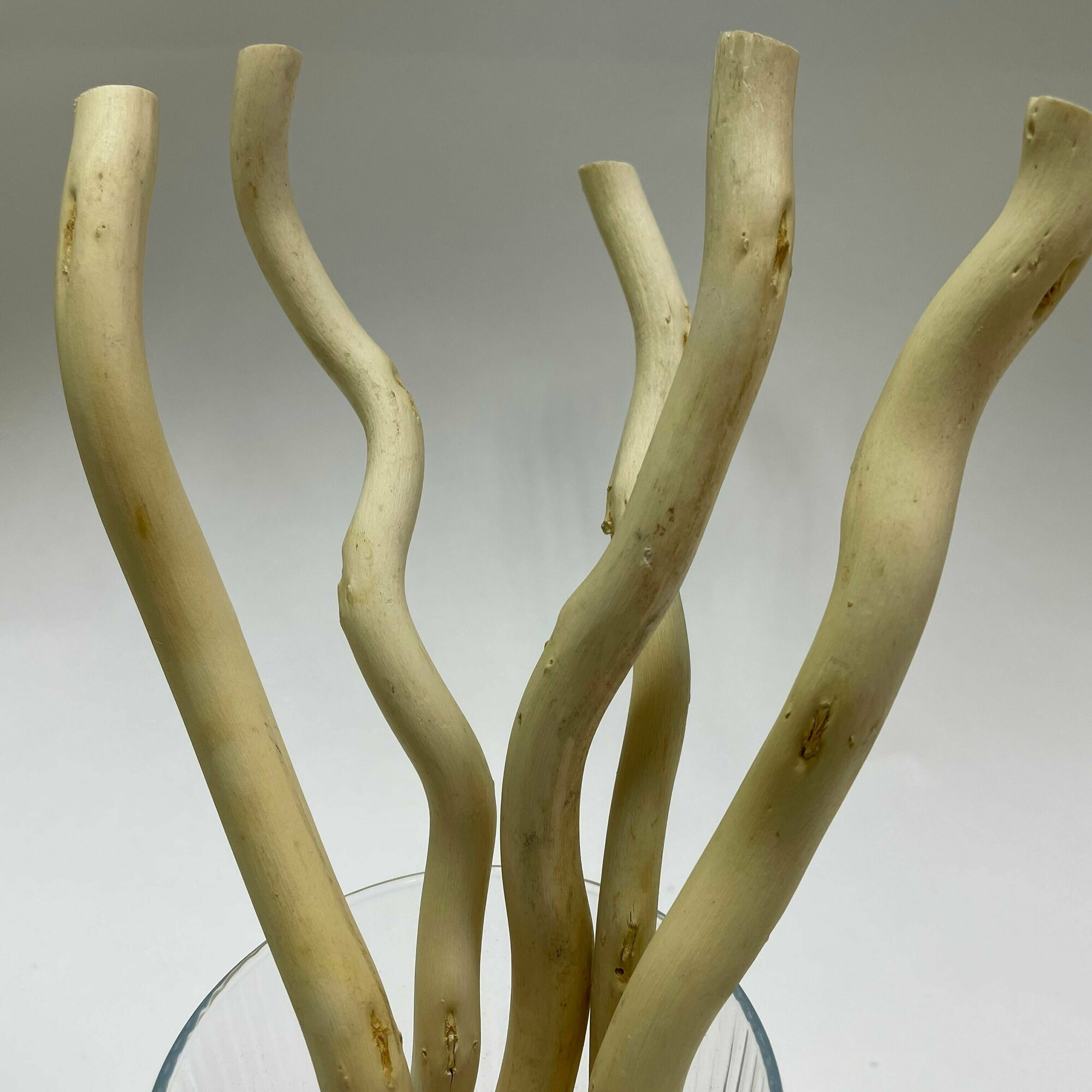 Корилус натуральный ветка/ствол для топиария 28-30см 5шт