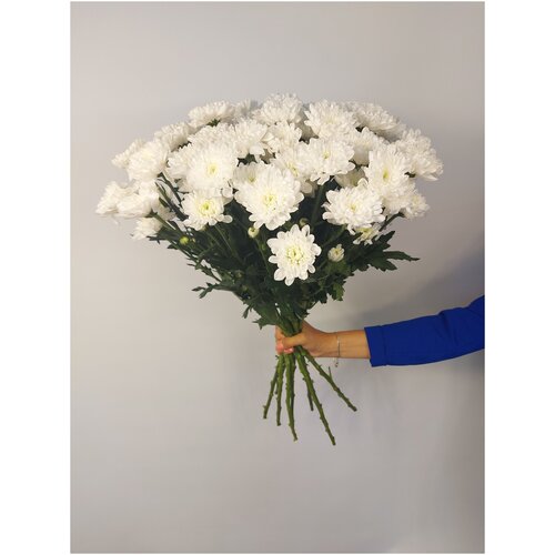 Хризантема кустовая белая 65СМ 11 шт