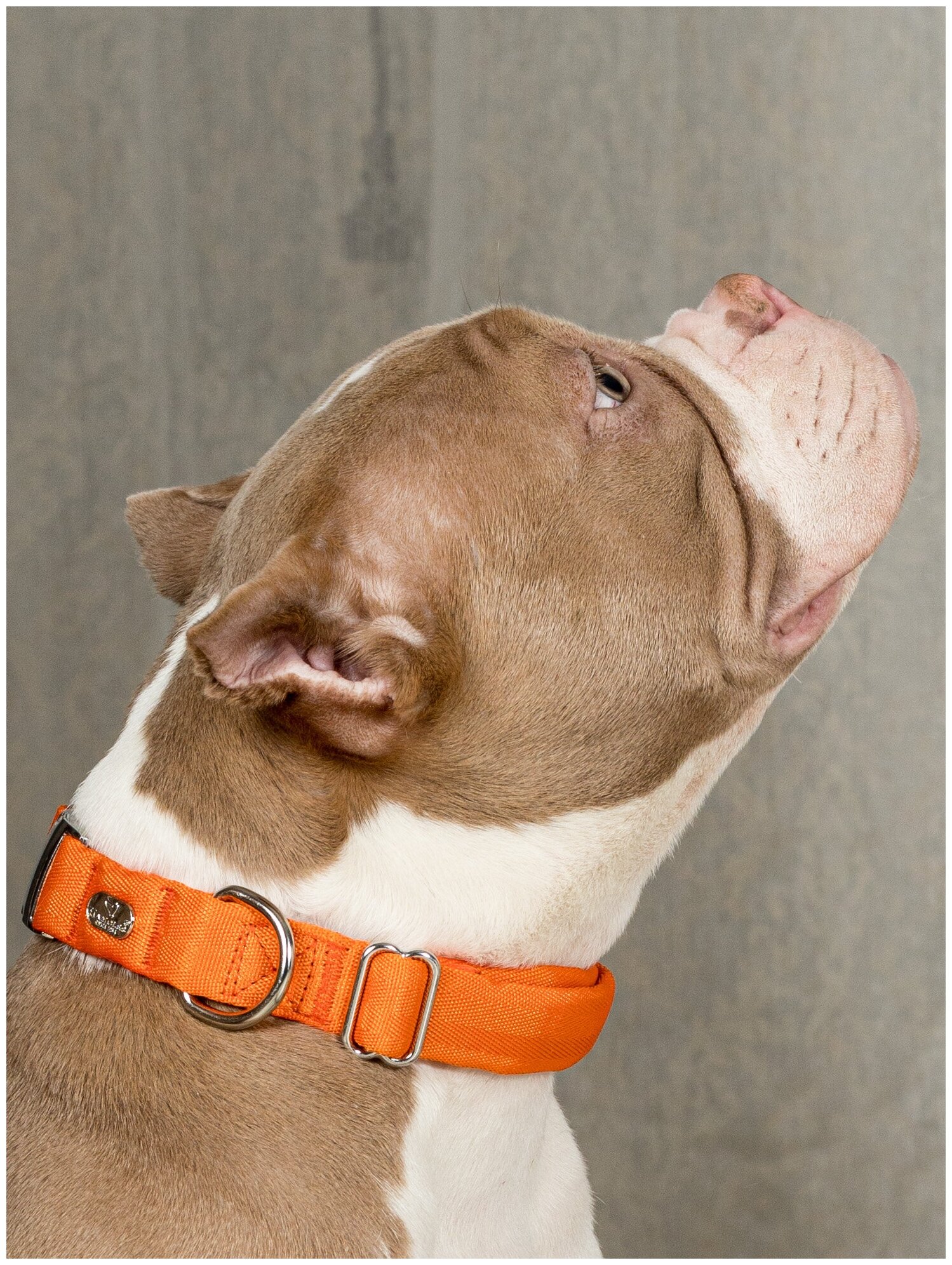 Воздушный ошейник Japan Premium Pet для активных и серьёзных собак, размер L (цвет: оранжевый) - фотография № 4