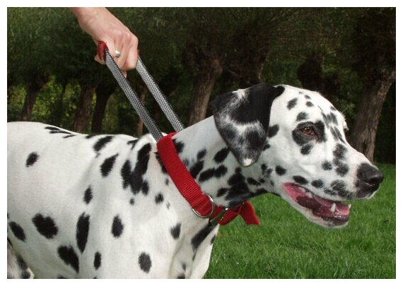 Ошейник для собак Patento Pet Basic Collar, размер XL, цвет красный — фото 1