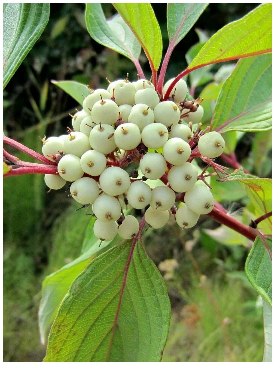 Семена Дёрен белый (Cornus alba) 20 штук