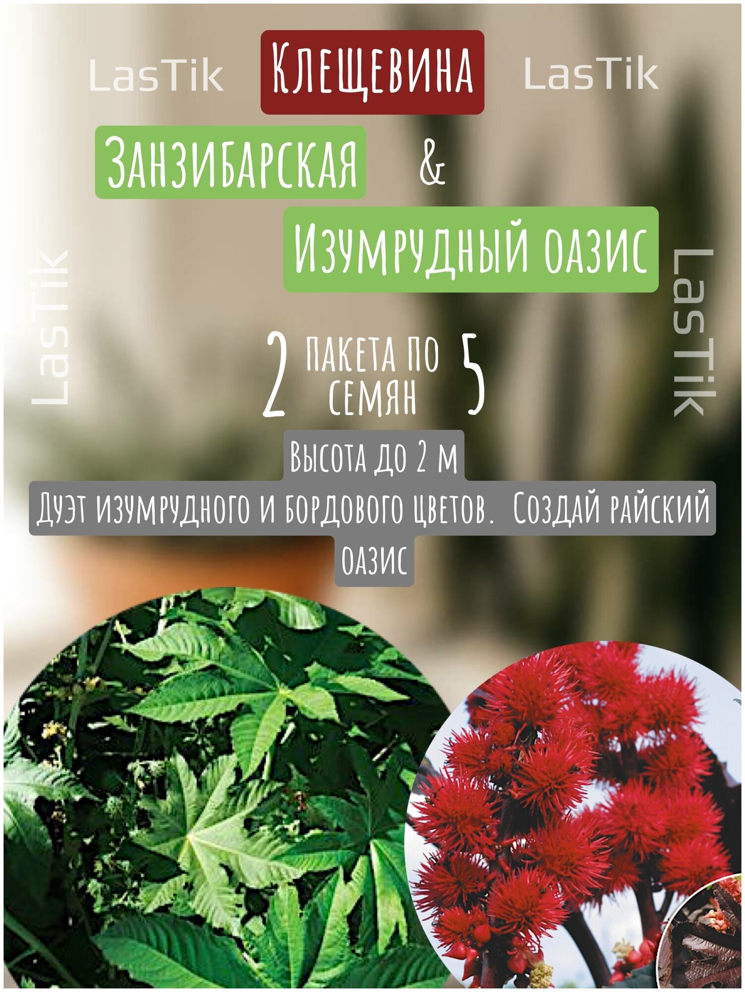 Цветы Клещевина Занзибарская и Изумрудный Оазис 2 пакета по 5шт семян