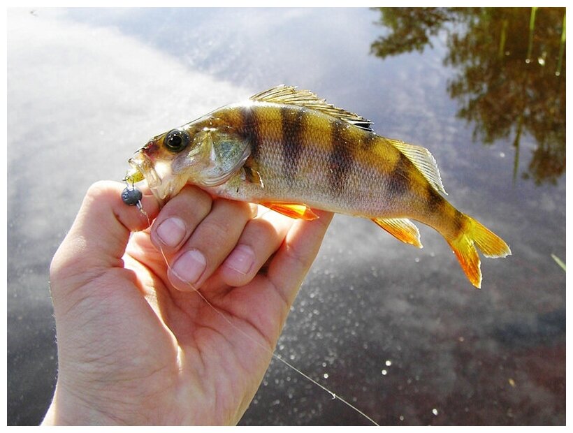 Виброхвосты Lj Pro Series Baby Rockfish 2,4" 033 RIBOLOV SERVICE - фото №5