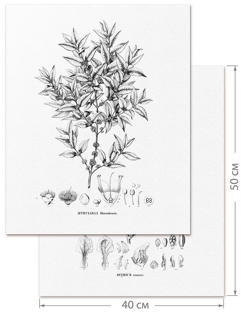 Интерьерные постеры Botanicus (Ботаника, растения), декор для дома, картина 40*50 см (2 шт) (Moda interio, арт. 42-031)
