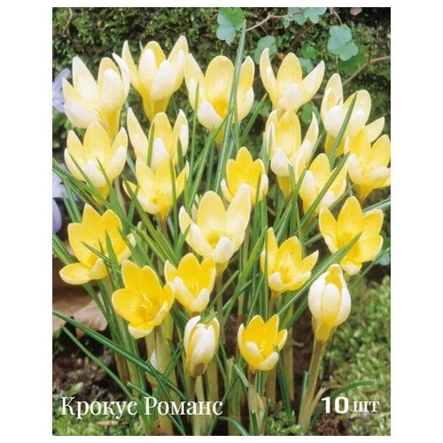 Крокус крупноцветковый Романс, р-р 7/8, 10 шт