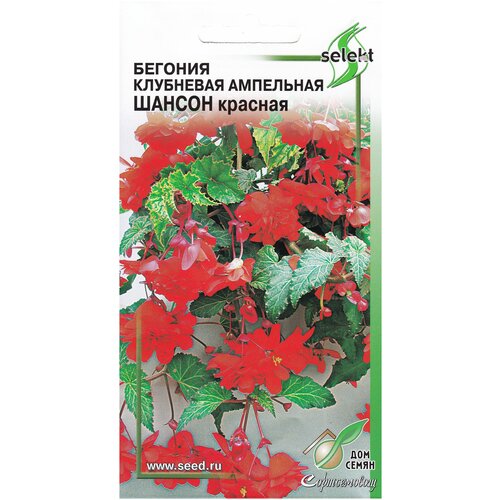 дом семян семена цветов бегония клубневая ампельная махровая шансон красная Бегония клубневая ампельная махровая Шансон, красная, 10 семян