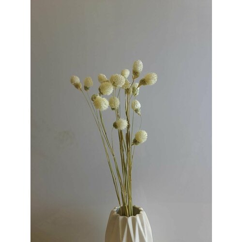 Сухоцветы Гомфрена, цветы для декора дома, композиция