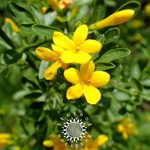 Семена Жасмин кустарниковый (лат. Jasminum fruticans) 25шт от Green Legacy