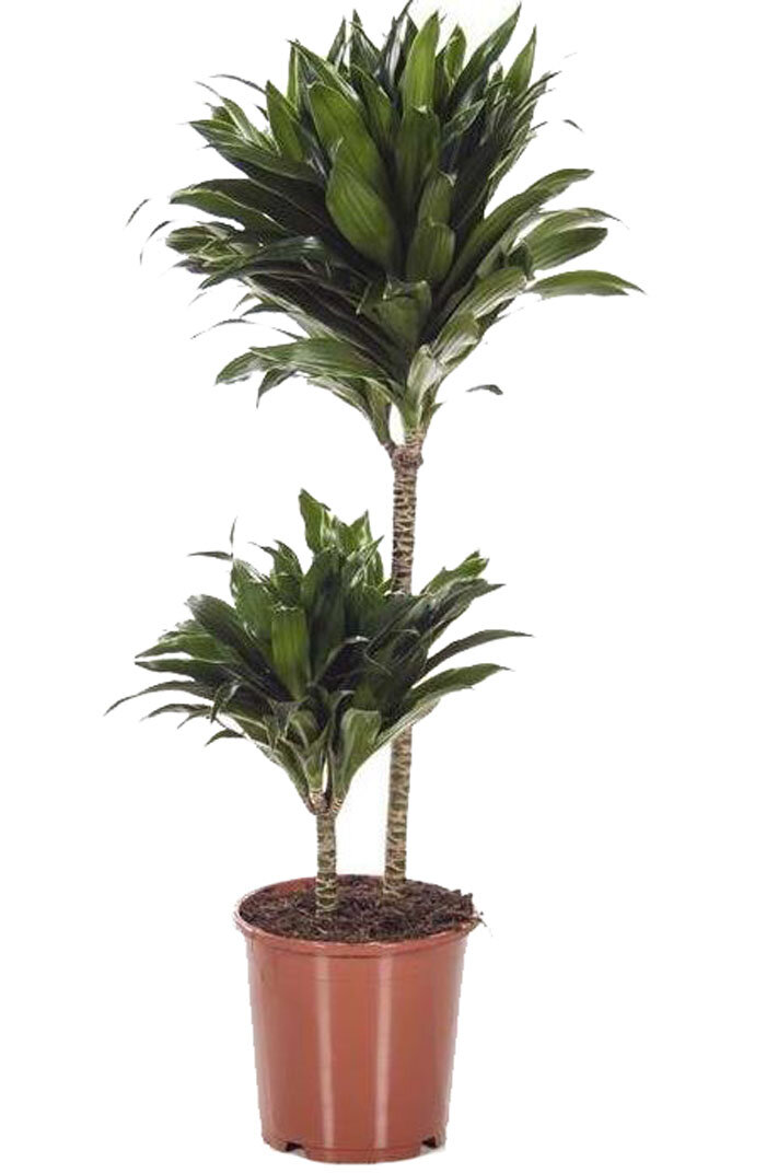 Драцена компакта - Dracaena compacta D27 H120