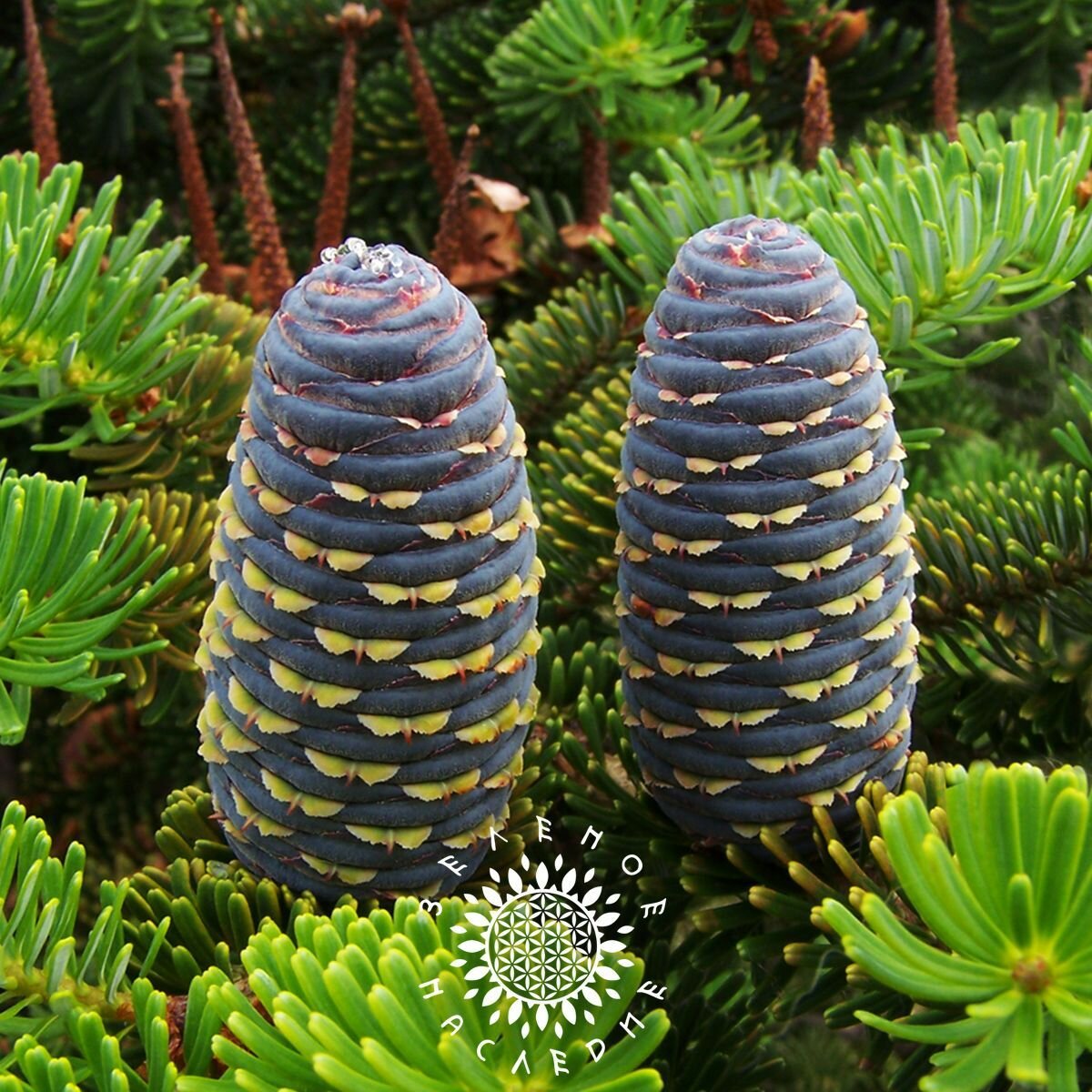 Семена Пихта корейская (лат. Abies Koreana) 15шт от Green Legacy