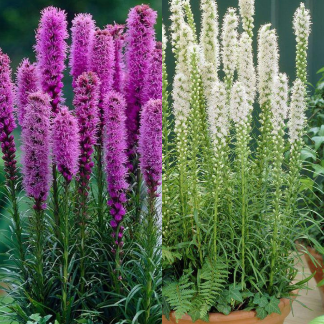 Луковицы цветов, botanica garden , TWIN Лиатрис Спиката 5 шт\Лиатрис Спиката Альба 5 шт