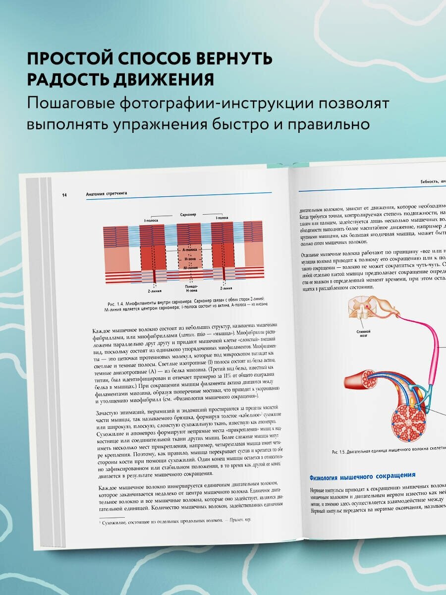 Анатомия стретчинга. Большая иллюстрированная энциклопедия - фото №2