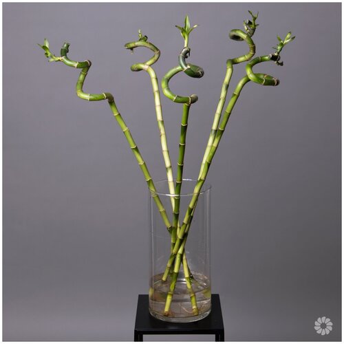 Бамбук Лаки спираль (D-5, Н-70)