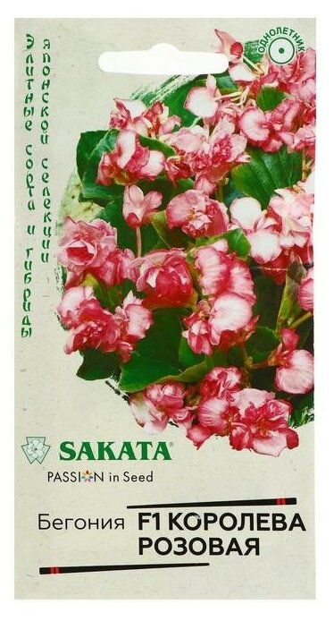 Семена цветов Бегония "Королева розовая", F1, вечноцветущая, серия Саката, 4 шт