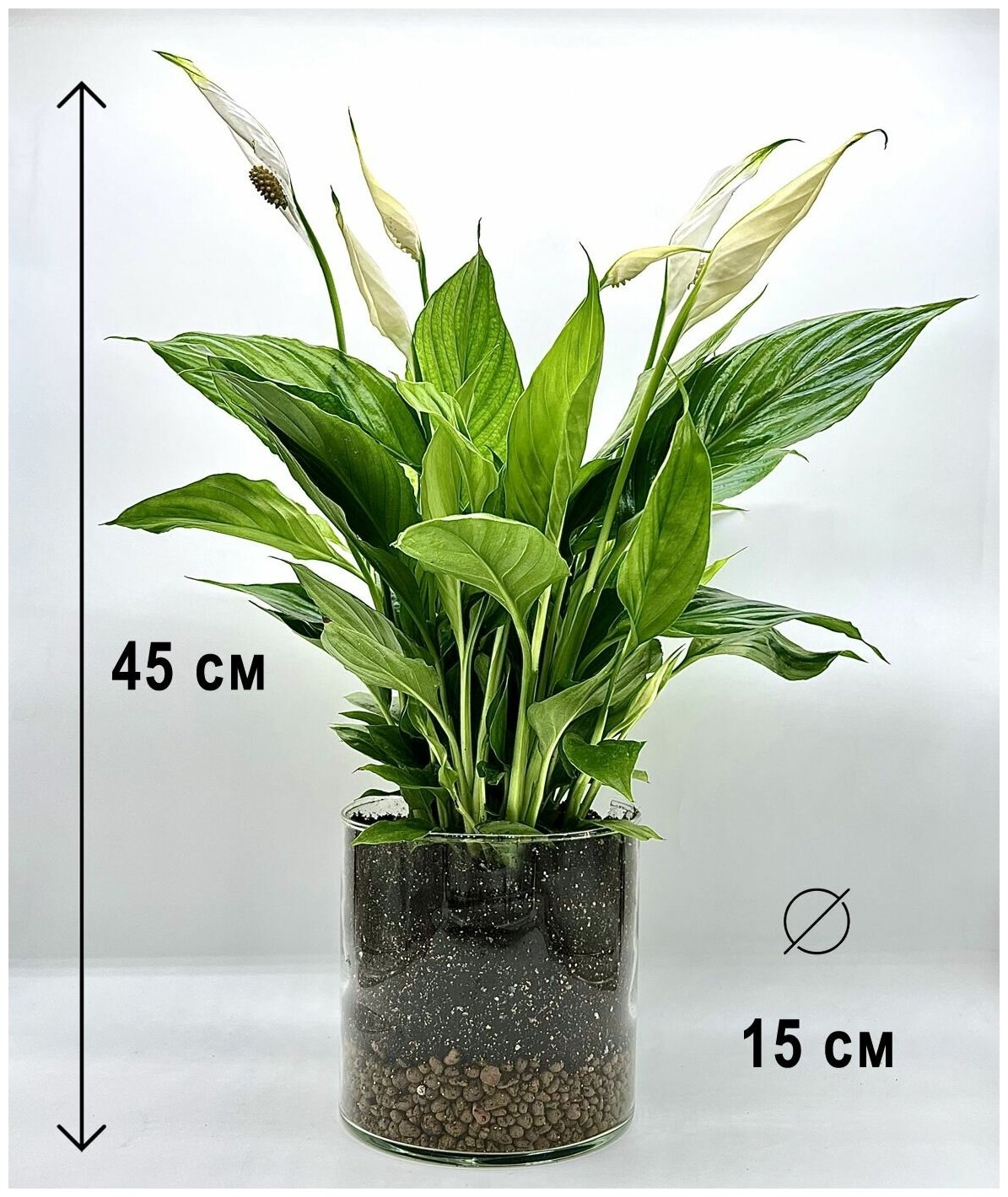 Спатифиллум в стекле цилиндр, высота композиции 40-50см