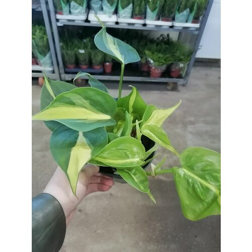 Комнатное растение в горшке Филодендрон Сканденс Бразил