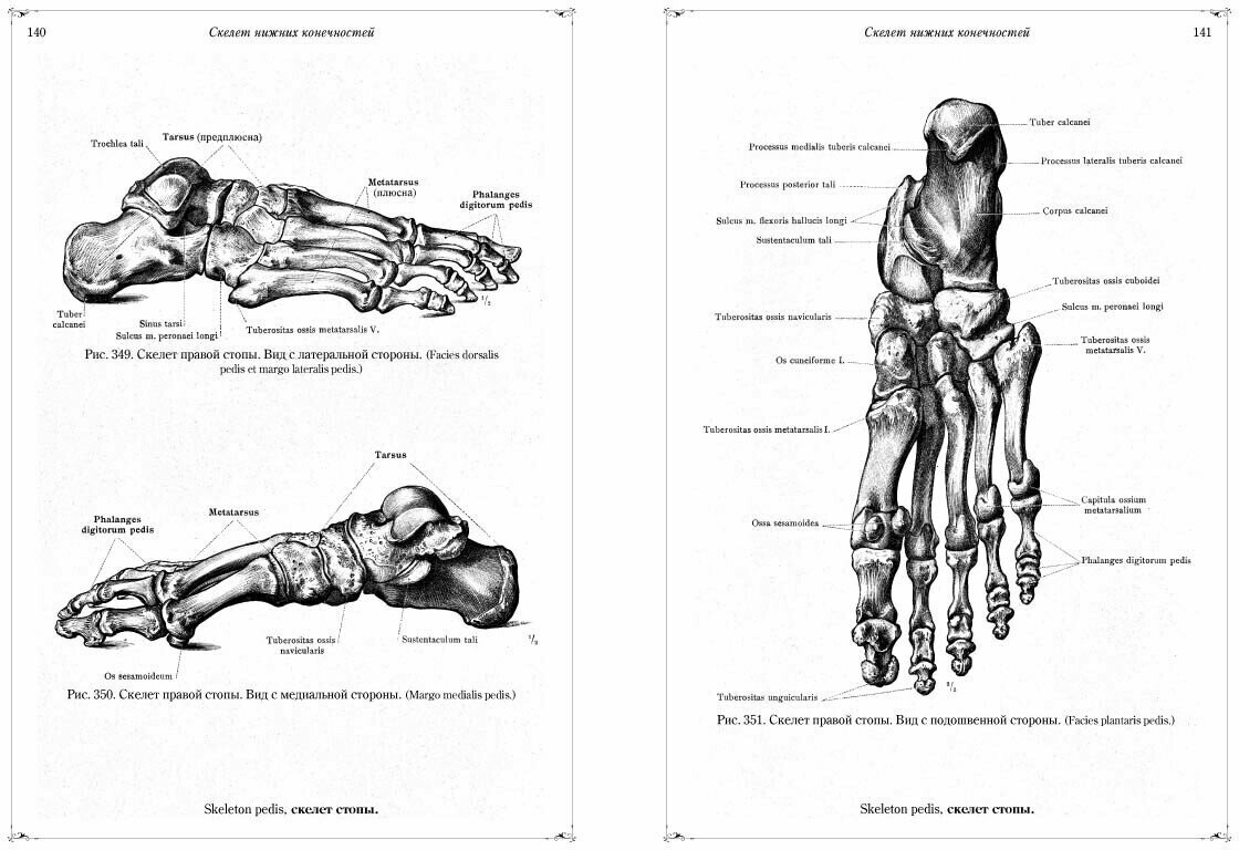 Анатомический атлас (Толдт Карл) - фото №5