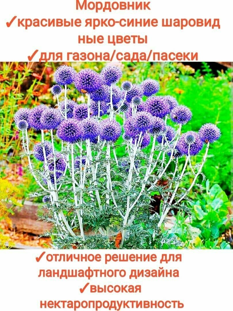 Мордовник семена отборные с пасеки, медонос/сидерат для сада/ 30шт, premium1 фото