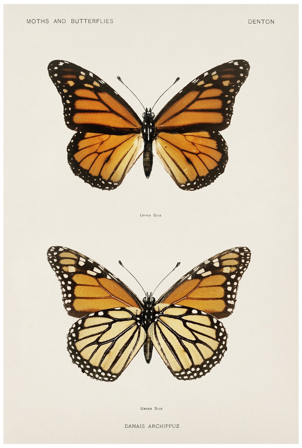 Постер / Плакат / Картина на холсте Бабочки