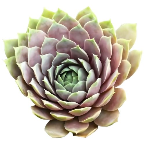 Молодило Хиппи Чикс, 1000 драже